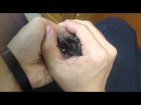 What Tha by Rodger Lovins :: Demo by Sean Yang