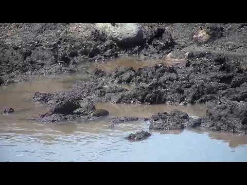 Djuma: Water Monitor Lizard checking out all the new water - 13:40 - 11/21/19