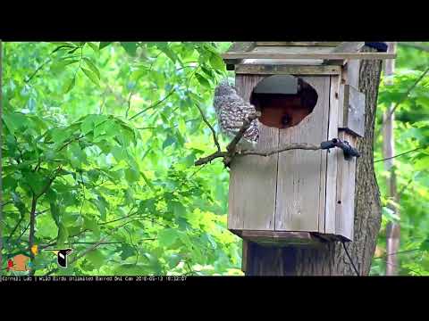 5 13 2018 Dock the Last Barred Owl Fledges