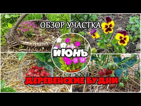 Июнь обзор участка. Жизнь в деревне.