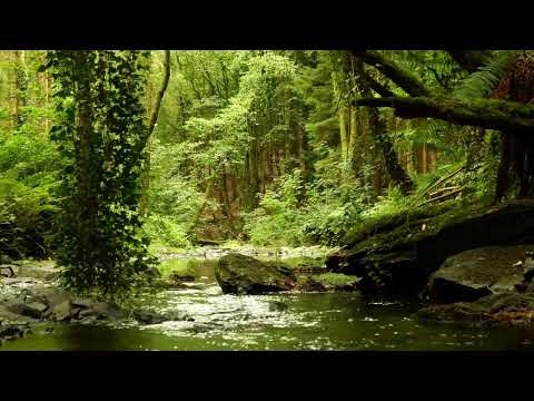 8 HOURS OF RELAXING NATURE SOUNDS AND GENTLE BIRDSONG