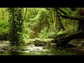 8 HOURS OF RELAXING NATURE SOUNDS AND GENTLE BIRDSONG