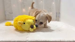 ハーフ犬の動画01