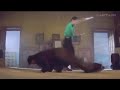 1999 Shera The Mithun Cobra Unique Action Enjoy The Scene By Keeping Head Aside