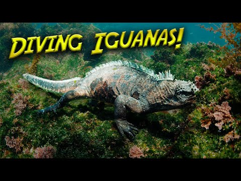 Galapagos Marine Iguanas have a RARE Behavior!