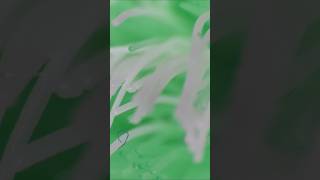 Download lagu Things I found in a used toothbrush🪥 under the microscope🔬! #microscope #toothbrush #albuquerque mp3