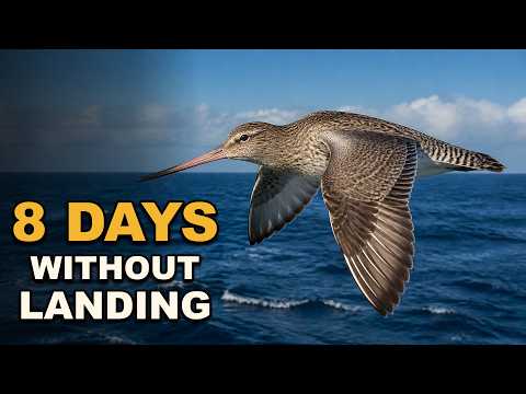 This Bird Flies 11,000 km — Without Stopping Once