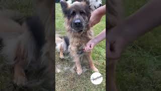 Hřeben na psa hrábě 