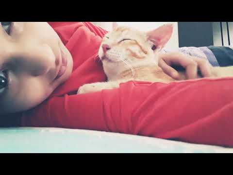 When your kitten missed you.