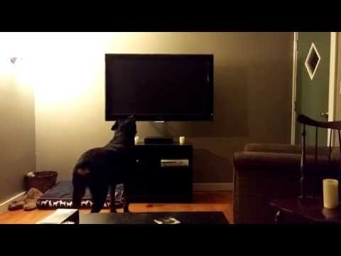 Pet in TV Playstation