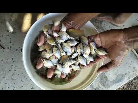 Roopchanda fish seed, 30, packaging size: depending upon qua...