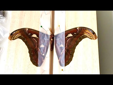 attacus atlas mounting | Der größte Schmetterling der Welt 🦋 biggest butterfly in the world 😱