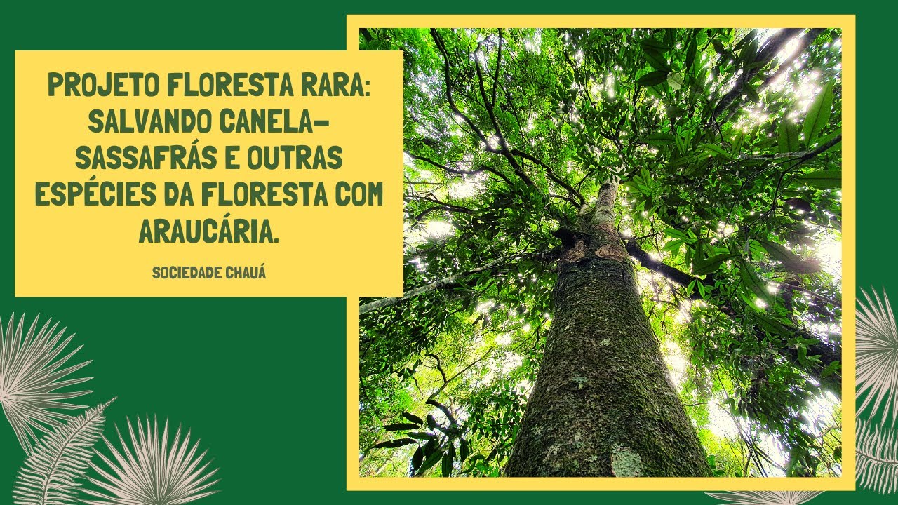 A história da canela-sassafrás: Projeto Floresta Rara - VBIO