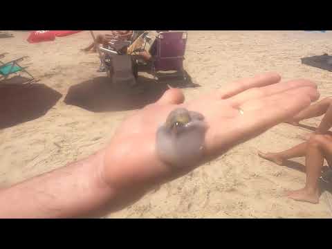 CARACOL DE MAR VIVO, COSTA AZUL DE LA PALOMA, ROCHA, URUGUAY, 2026