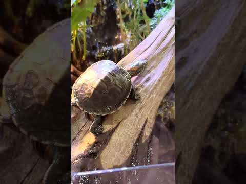 Aquarium with Four Ninja Turtles 🕵🏻‍♀️🐢 Climbing Turtle