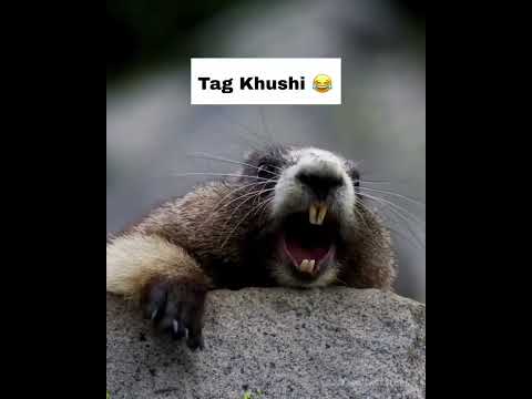 tag Khushi #khushi #name #funny #shortsfeed #shorts #comedy #youtubeshorts #sajidjk11#motivation