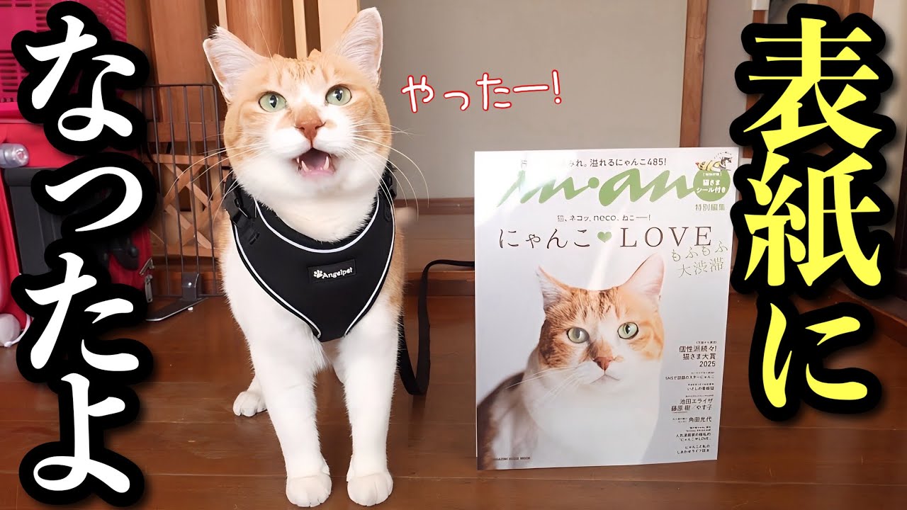 Unbelievable! A Former Stray Cat Becomes a Magazine Cover Star!