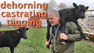 how to DEHORN, CASTRATE, & TAG Dexter calves