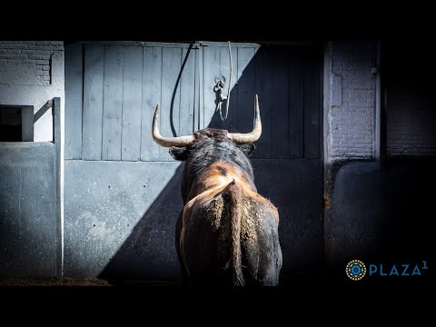 SORTEO | Toros de El Parralejo, 15 de mayo