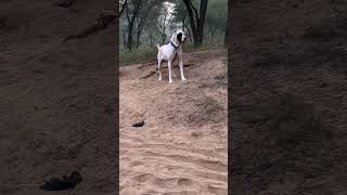 Top Quality Pakistani Bully Female Dog Gori 🐕  #shorts #pakistanibully #dog #dogs