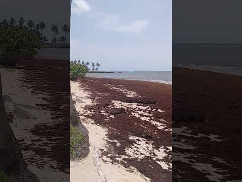 Así  se encuentra Playa Los Coco de La  Entrada ( Cabrera).