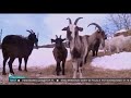 Rogate Ranczo Woła O Pomoc