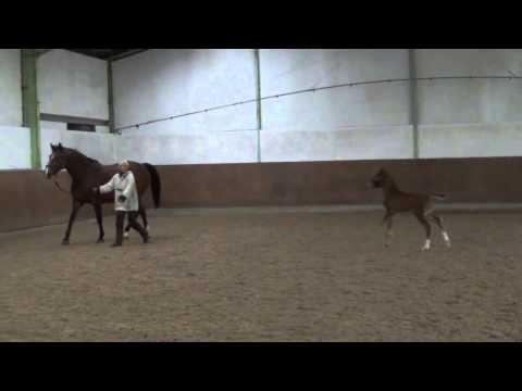 Livaldon HF 24.03.2015