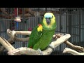Parrot Cages & Parrot Accessories for Sale from Cage World