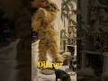 Dinner Time For The Monkeys Shors Cat