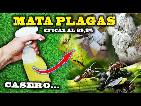 , title : 'MATA todas las PLAGAS de tus plantas con el INSECTICIDA CASERO más eficaz.'