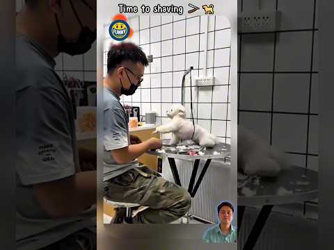 Time to shaving 🪒🐕 #dog #funny #7x7