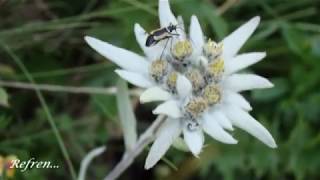 EDELWEISS - Violin ANDRE RIEU HD 1080