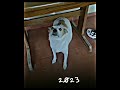 Brazil Dancing Dog 2023 Vs 2017