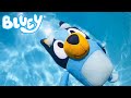 BLUEY Pool Water Safety For Kids Pretend Play With Bluey Toys Bunya Toy Town