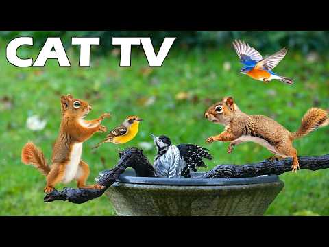 DAS BESTE FERNSEHEN FÜR KATZEN😻 Eichhörnchen und Vögel tanzen am Steinvogelbad🦜💦 Entspannen Sie I...