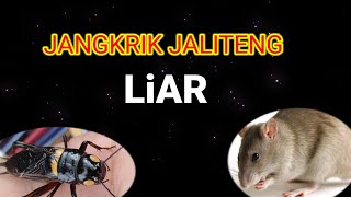 Download lagu suara pengusir tikus jangkrik Jaliteng 2jam lebih ampuh mp3 Download lagu suara pengusir tikus jangkrik Jaliteng 2jam lebih ampuh mp3