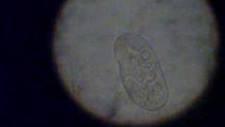 preview picture of video 'protoctista1'