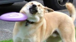 Hilarious Funny Animals Compilation 2025 🐶😂 | Try Not To Laugh Challenge!