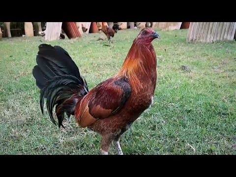 Beautiful Black Pumpkin Rcp Farm in Hawaii Owner Roger Tabac