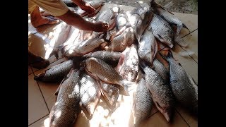 preview picture of video 'Pesca de Curimba'