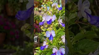 A linda planta borboleta azul