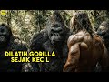 Pria Ini Dibesarkan Oleh Gorilla Sejak Kecil Hingga Jadi Raja Hutan ALUR CERITA FILM