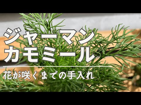カーペット カモミール、コーカサス カーペット カモミール 植物