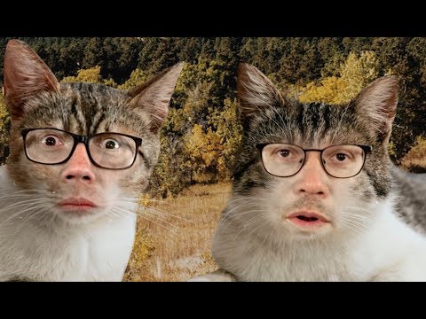 私たちは今、猫だと思う？ (We Are Cats Now, I Guess?)