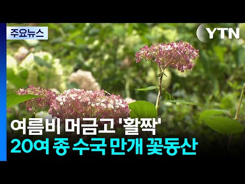 화사한 여름 수국 즐겨요...수국축제 '북적' / YTN