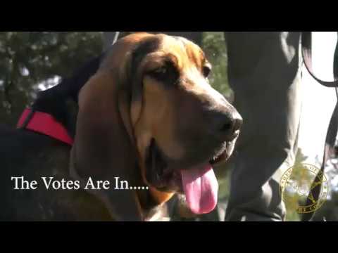 download lagu mp3 mp4 Good Bloodhound Dog Names, download lagu Good Bloodhound Dog Names gratis, unduh video klip Good Bloodhound Dog Names