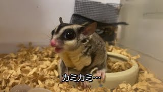 フクロモモンガがペッとするところ