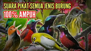 Download lagu Suara pikat paling ampuh | Suara pikat burung susah turun | Mp3 pikat burcil paling ampuh mp3 Download lagu Suara pikat paling ampuh | Suara pikat burung susah turun | Mp3 pikat burcil paling ampuh mp3