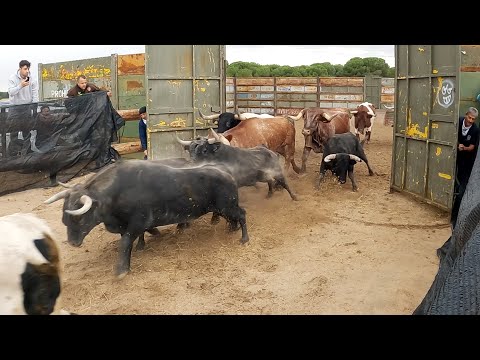 Medina del Campo 2023 Segundo Encierro con Toros Bravos de Hnos. Martín Alonso
