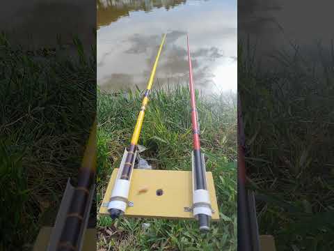 #lago de lambari mg#peixe#tilapia.